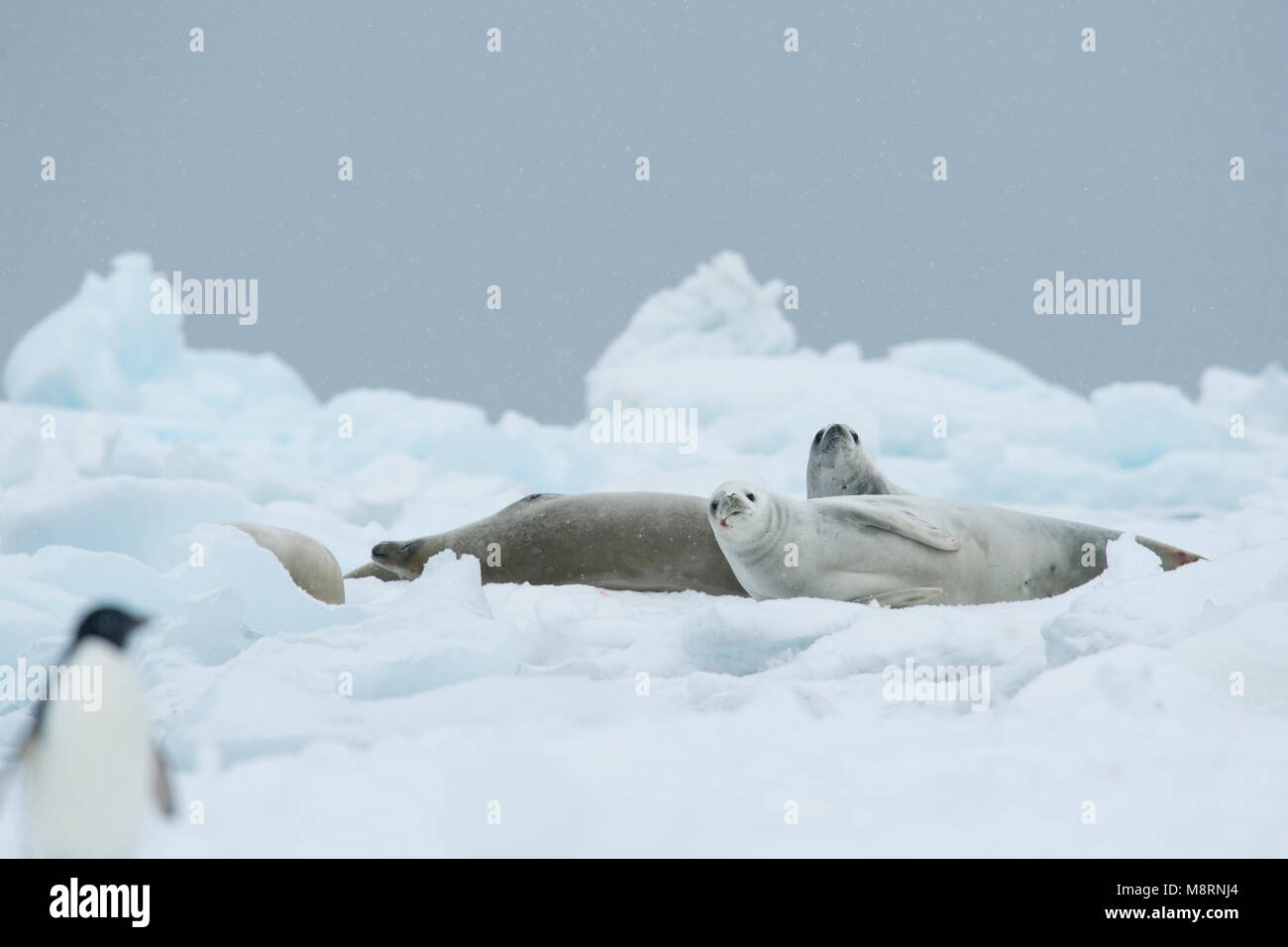 La neve cade su un gruop di Crabeater guarnizioni come essi poggiano su un iceberg in Antartide. Foto Stock