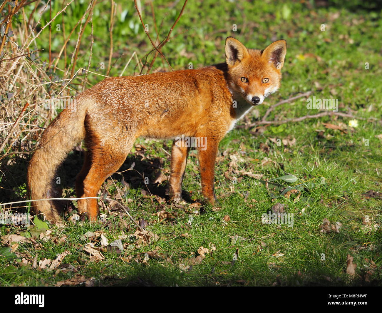 Un avviso wild British Fox il risveglio da un pomeriggio di snooze nella primavera del sole in un giardino di Hertfordshire, Regno Unito. Foto Stock