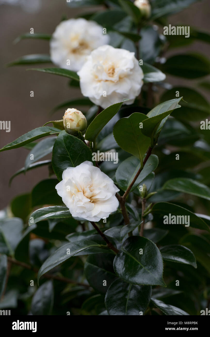Camellia japonica 'Moshe dayan' Fiore in marzo. Regno Unito Foto Stock