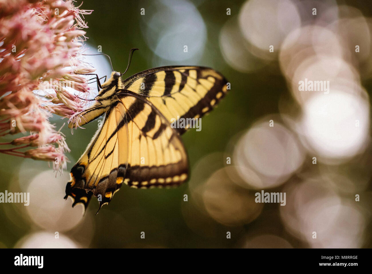 Close-up di coda di rondine impollinare a farfalla sui fiori Foto Stock