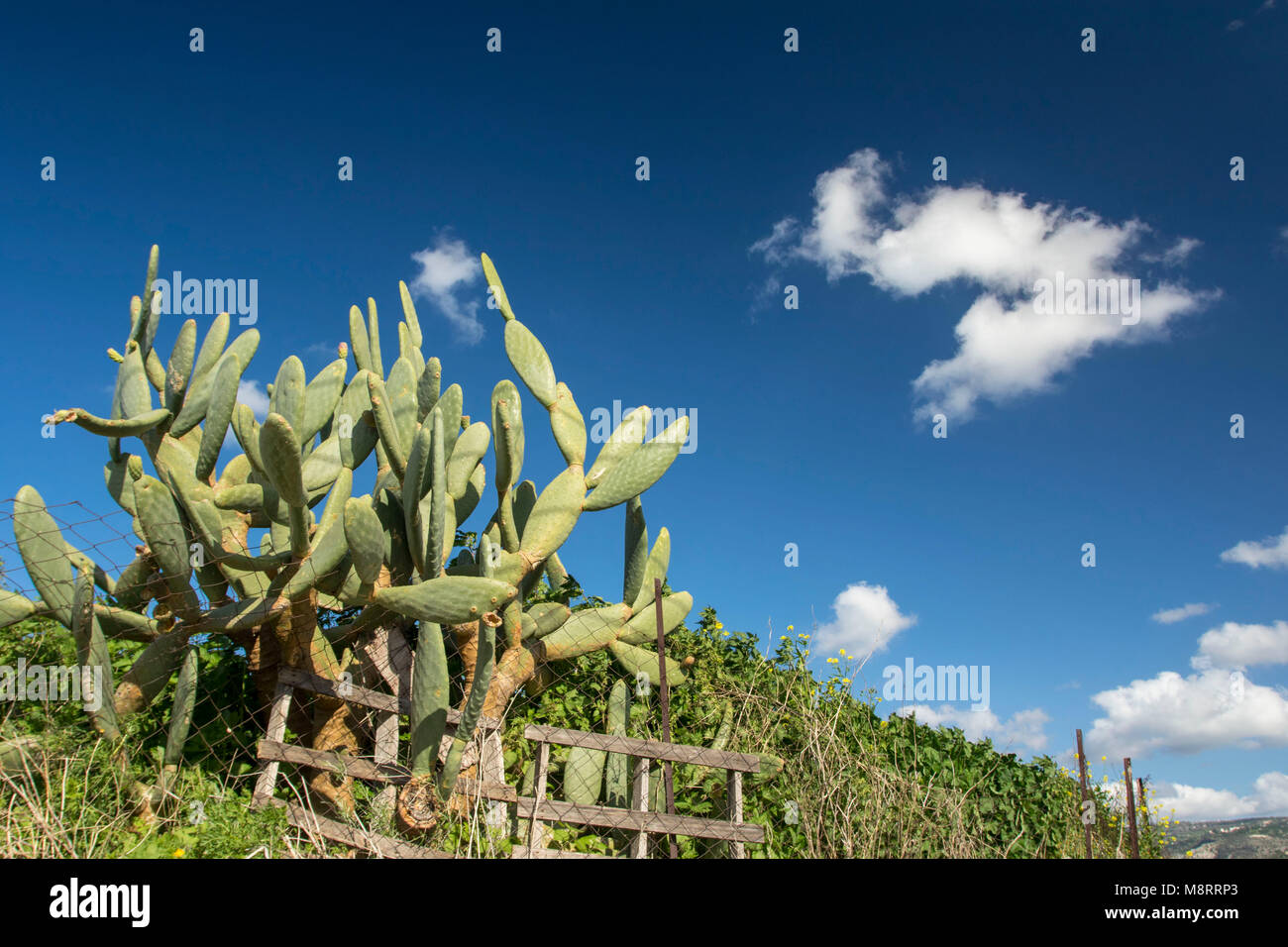 Intrico di cactus e recinto contro il forte cielo polarizzato con il cloud nella campagna di Paphos, Cipro, Mediterranea Foto Stock