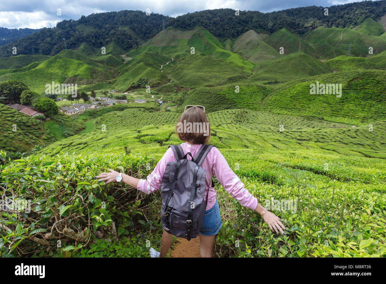 Vista posteriore di un escursionista femmina con zaino toccando le coltivazioni di tè Foto Stock