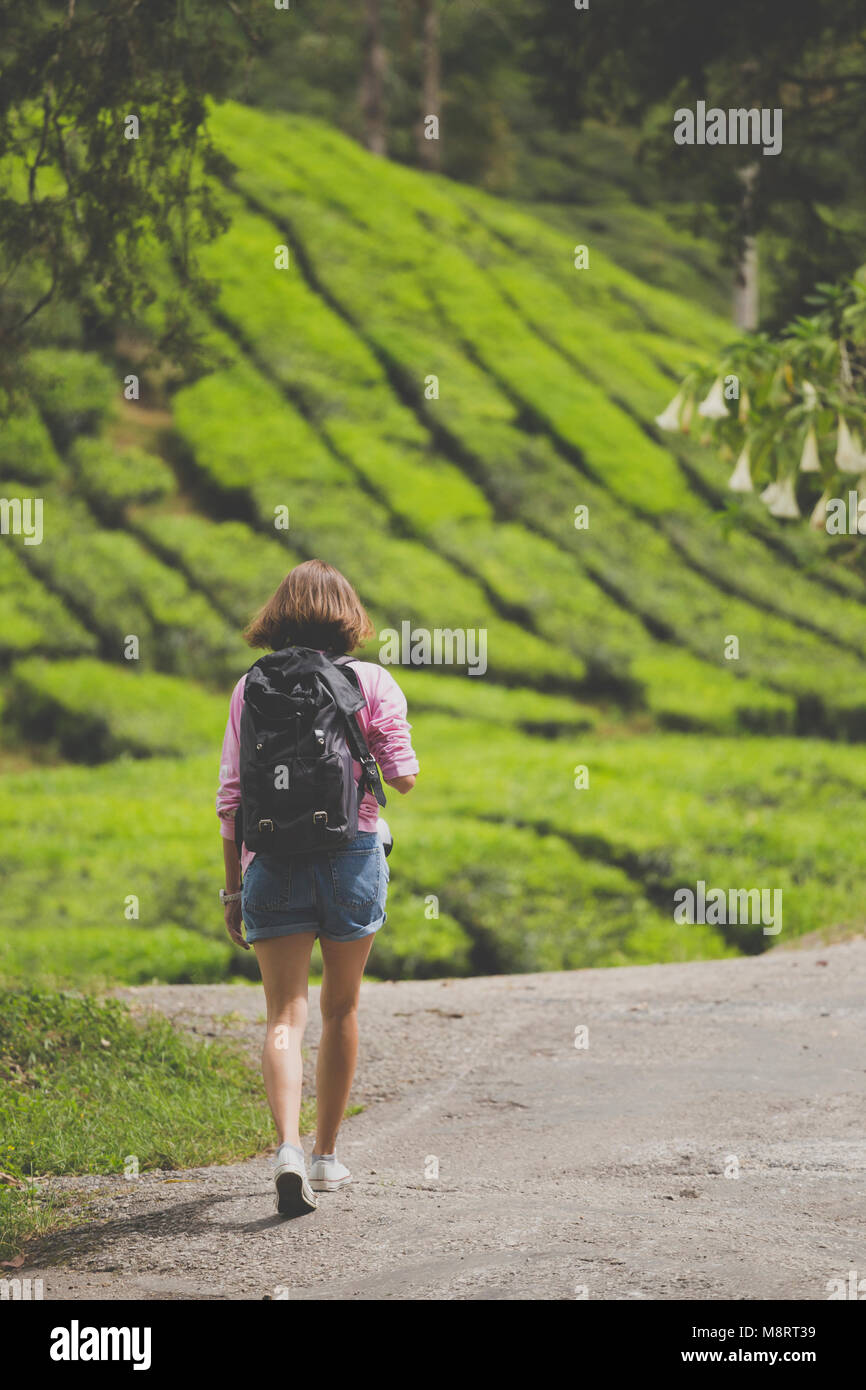 Vista posteriore di un escursionista femmina con zaino camminando sulla strada contro le coltivazioni di tè Foto Stock