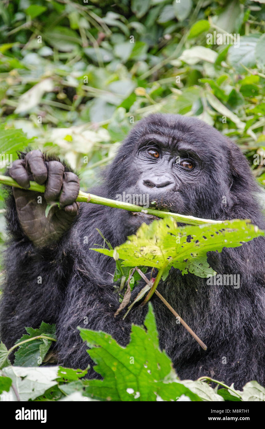 Close-up di scimpanzé foglia di contenimento mentre è seduto in mezzo a piante al Parco nazionale impenetrabile di Bwindi Foto Stock