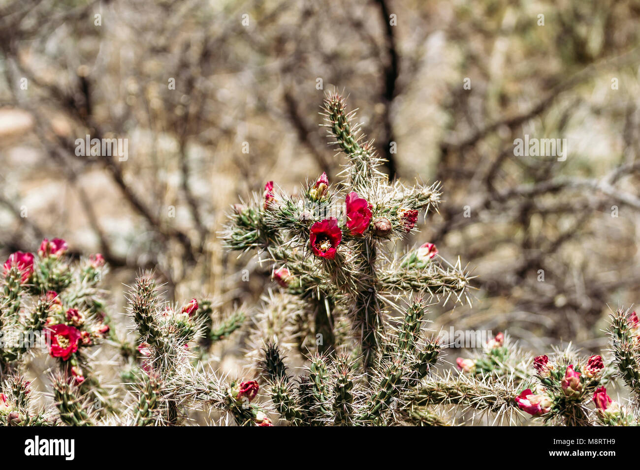 Close-up di fiori selvatici che crescono su cactus presso il desert Foto Stock