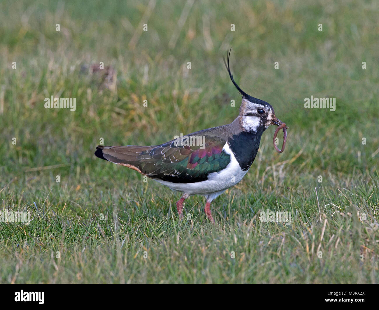 Pavoncella in piedi sull'erba Foto Stock