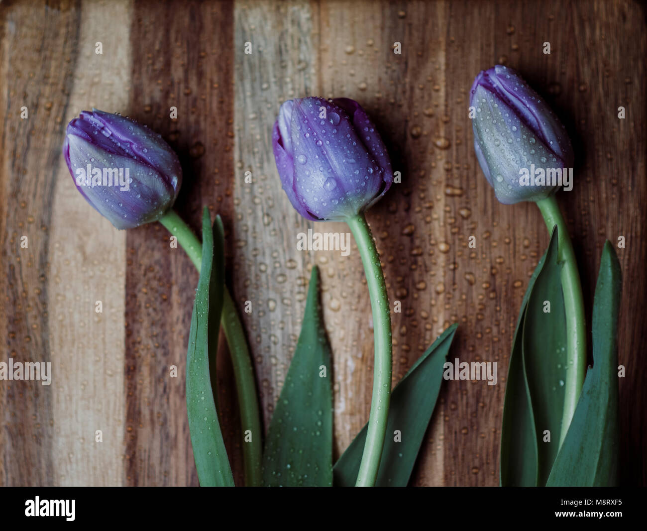 Angolo di alta vista di bagnato tulipani viola sul tavolo di legno Foto Stock