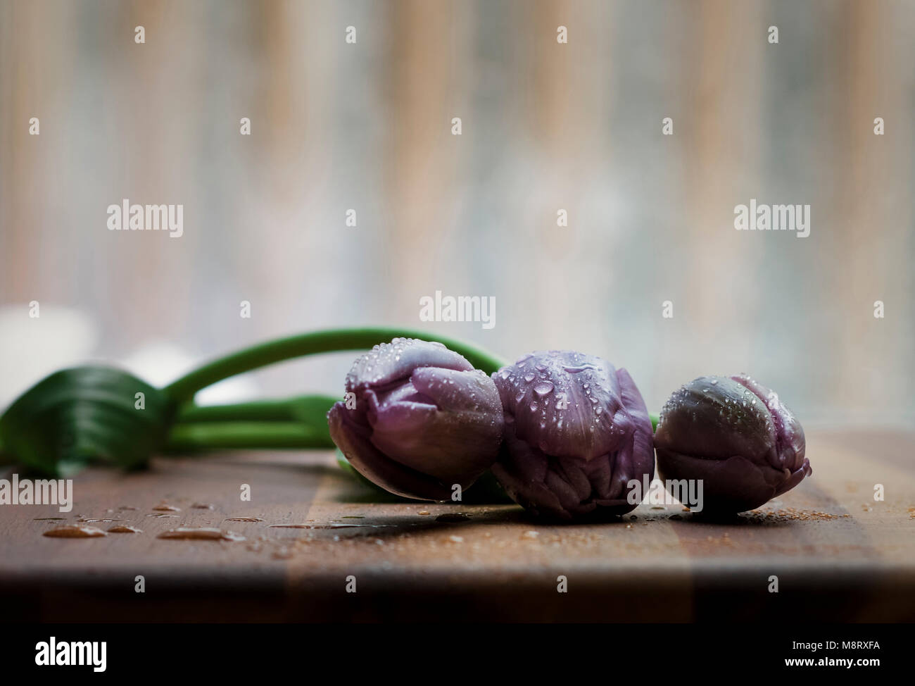 Close-up di bagnato tulipani viola sul tavolo di legno Foto Stock