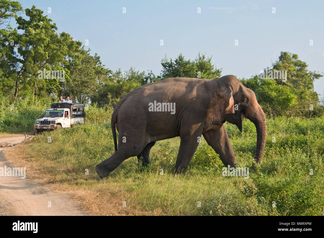 Un safari in jeep con turisti in Minneriya National Park, Sri Lanka, che mostra un gruppo di turisti a guardare un dello Sri Lanka elephant incrocio nella parte anteriore. Foto Stock