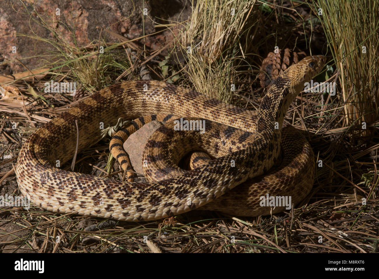 Un maschio adulto Bullsnake (Pituophis catenifer sayi), un comune abitante della Ponderosa Pine boschi. Foto Stock