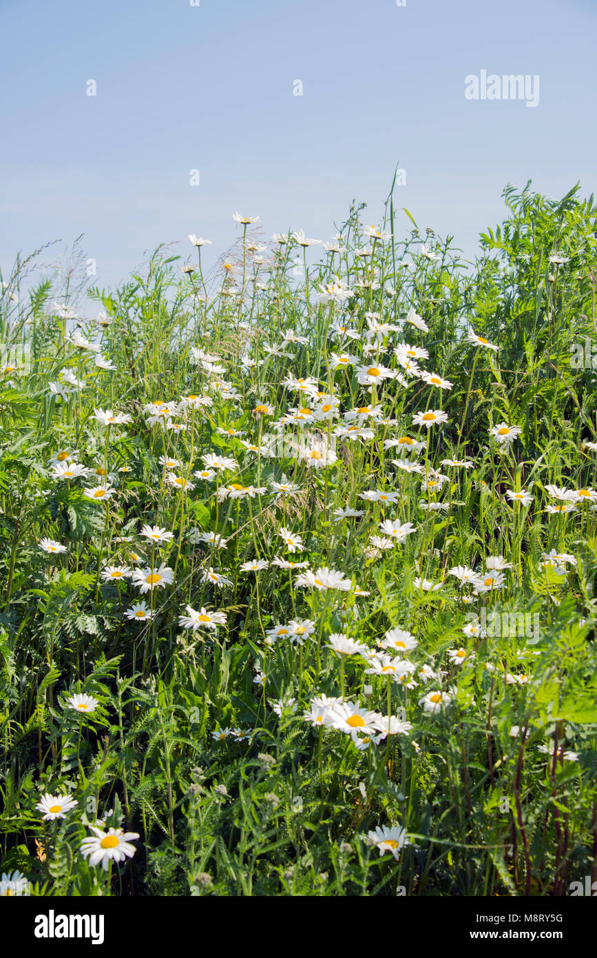Wild daisy in soring garde Foto Stock