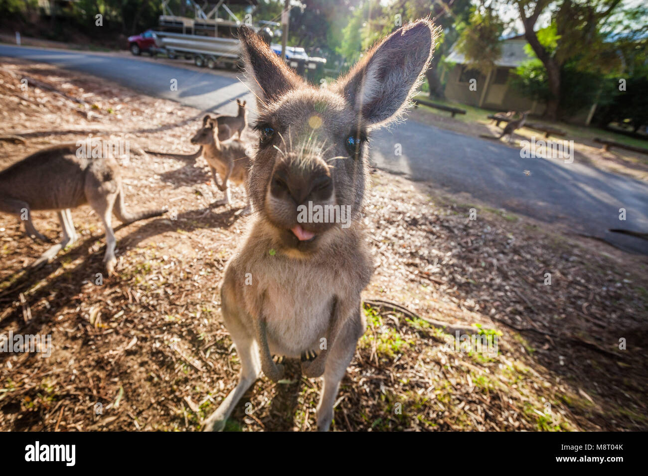 Canguro grigio che mostra la sua linguetta Foto Stock