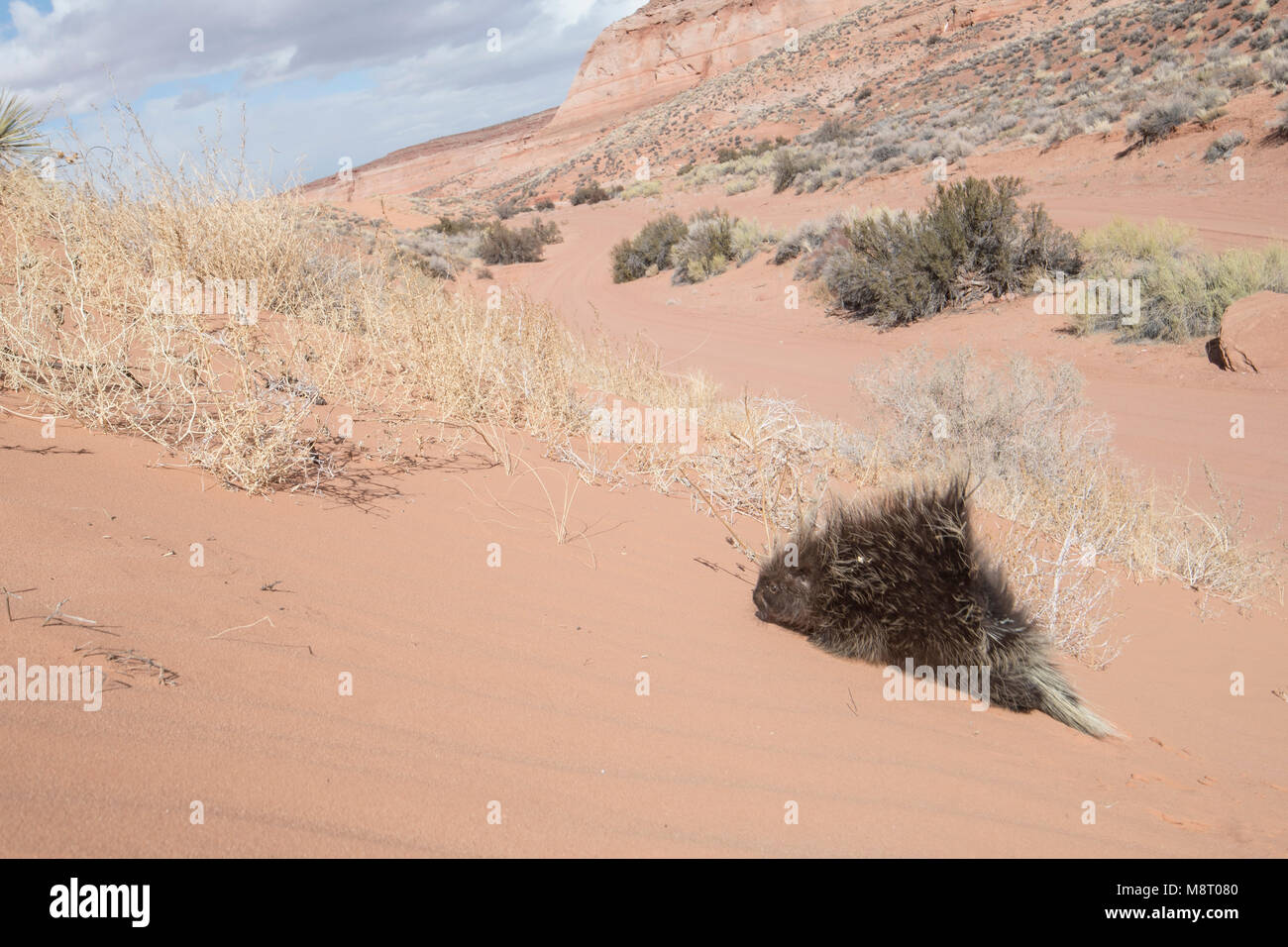 Un North American porcupine cammina su una duna di sabbia nel deserto. Foto Stock