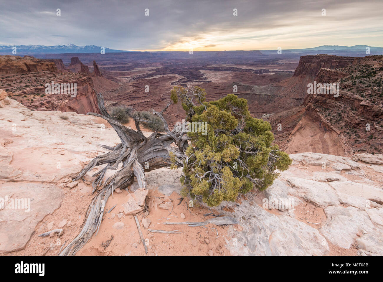 Una cenere Singleleaf albero cresce sul bordo del Buck Canyon nel Parco Nazionale di Canyonlands, Utah. Foto Stock