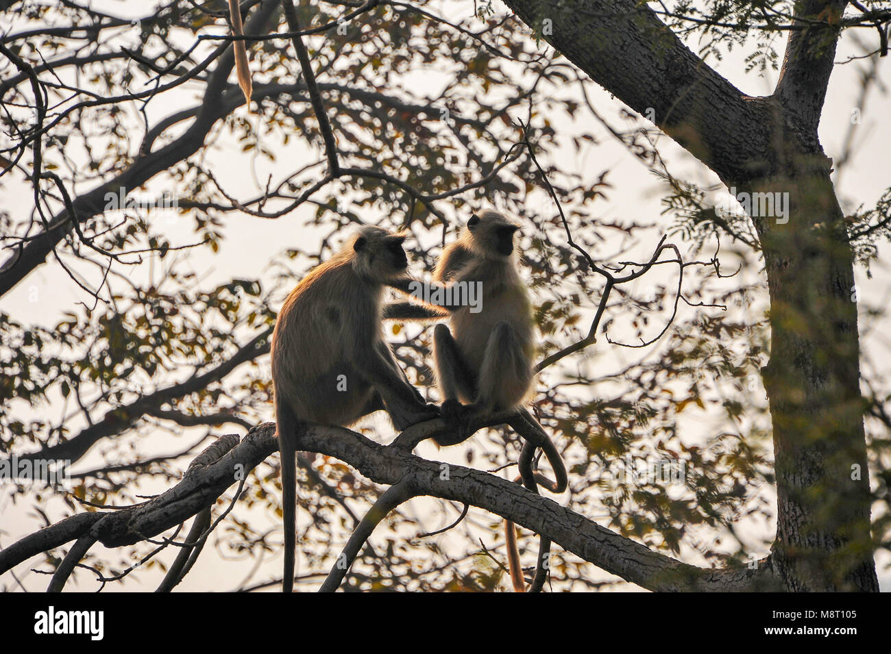 Coppia di grigio o Hanuman scimmie langur nei rami di un albero, stagliano dall'impostazione sun. Foto Stock