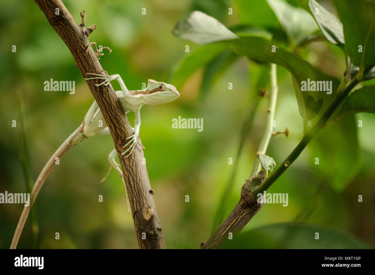 Basilisk . Lizard sul ramo in foresta verde. Laemanctus serratus. Drago messicana. Honduras e Guatemala fauna spezie Foto Stock