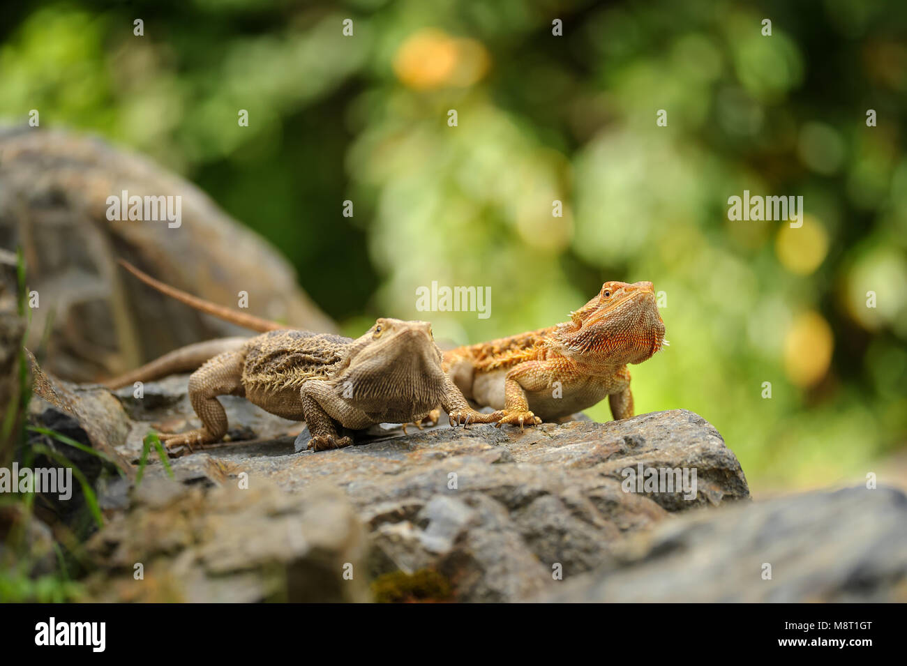 Due centrali drago barbuto sulla pietra nella natura con sfondo bookeh. Lucertola australiana. Australia. La fauna. Foto Stock