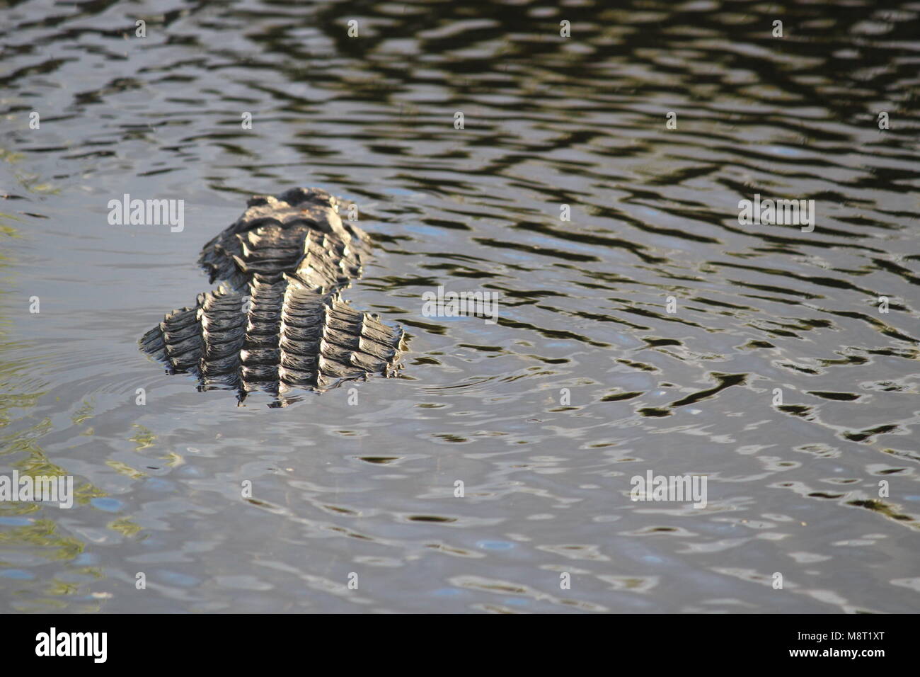 Top down shot di semi-sommersa alligator swiming lontano Foto Stock
