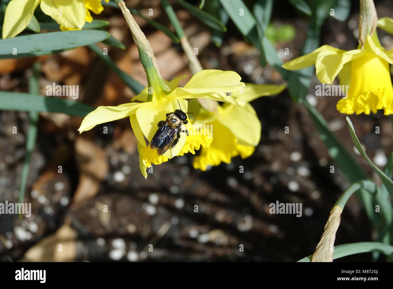 Gigli di pasqua o narcisi sono un bel fiore di primavera sono simbolo della risurrezione di Gesù Cristo. Foto Stock