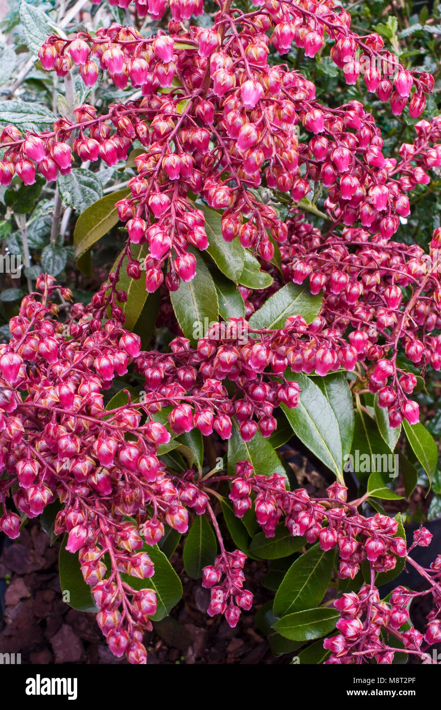 Sarcococca Ericaceae 'Valle Valentine" mostra il rosso scuro fiori. Foto Stock