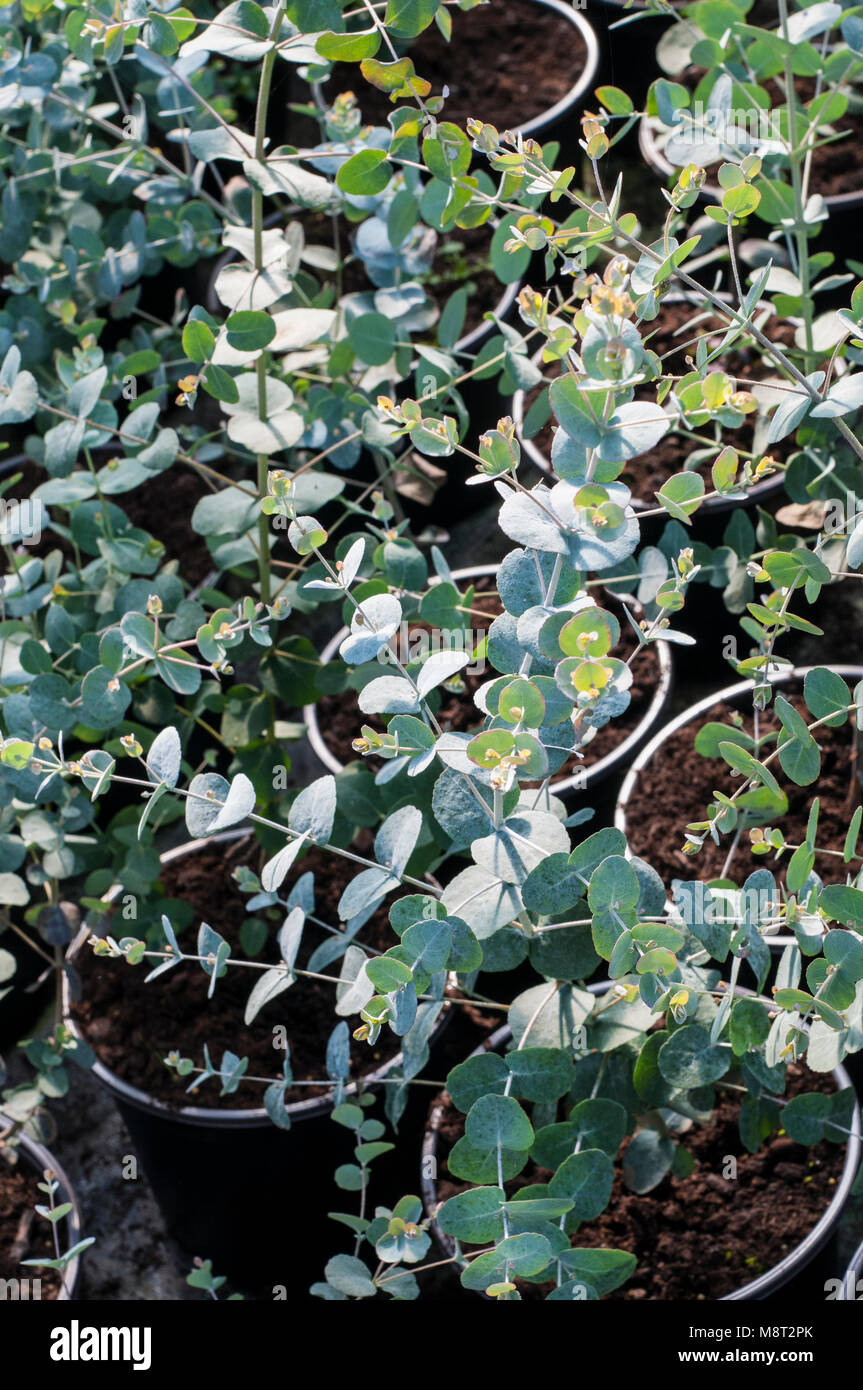 Giovani Eucalypyus gunnii piante in 1.5lt pentole. Nomi comuni Gum, Ironbark, sidro gum. Il nome di famiglia MYRTACEAE. Foto Stock