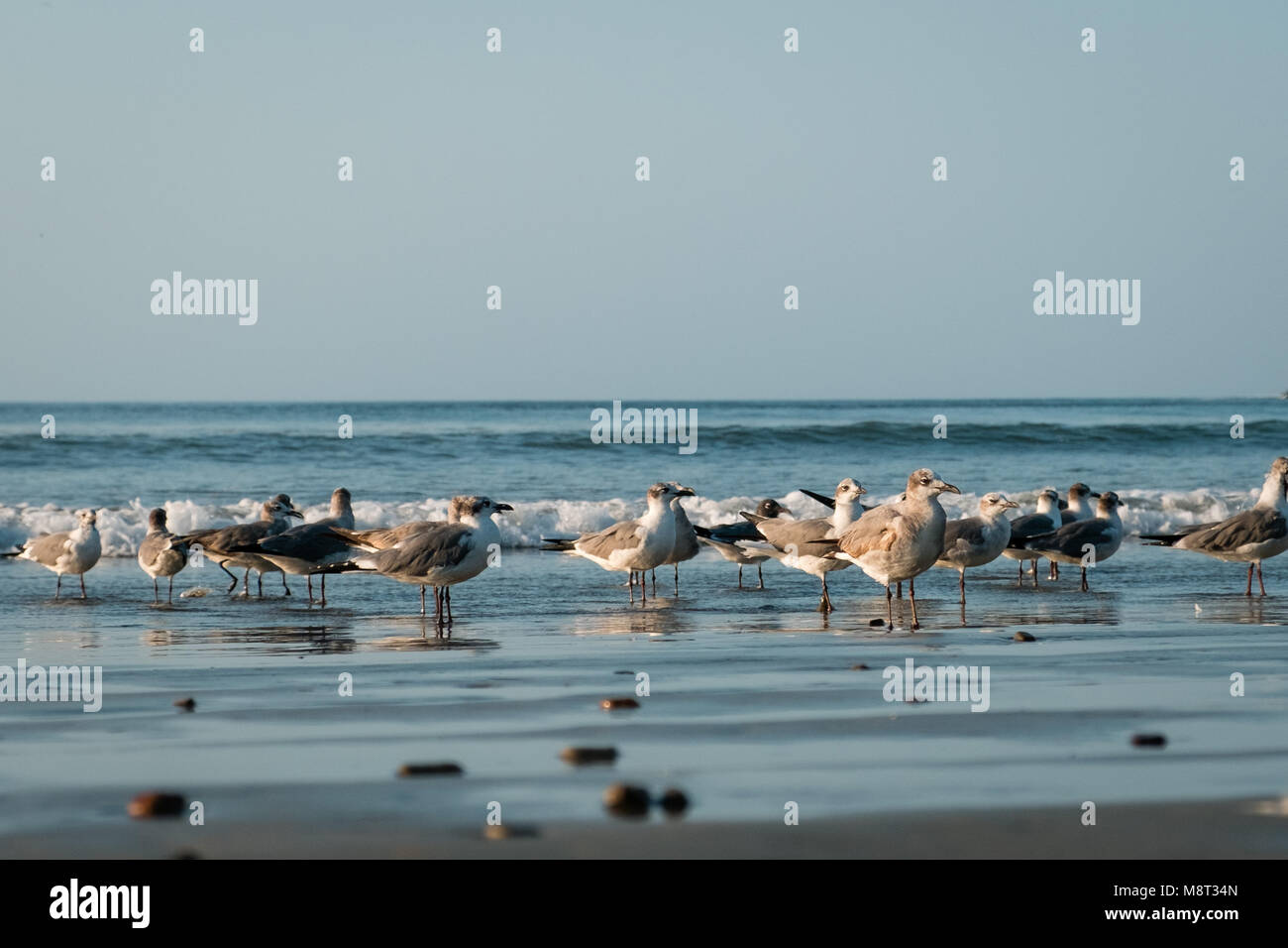 Gruppo di gabbiani / sea gull gli uccelli sulla spiaggia Foto Stock