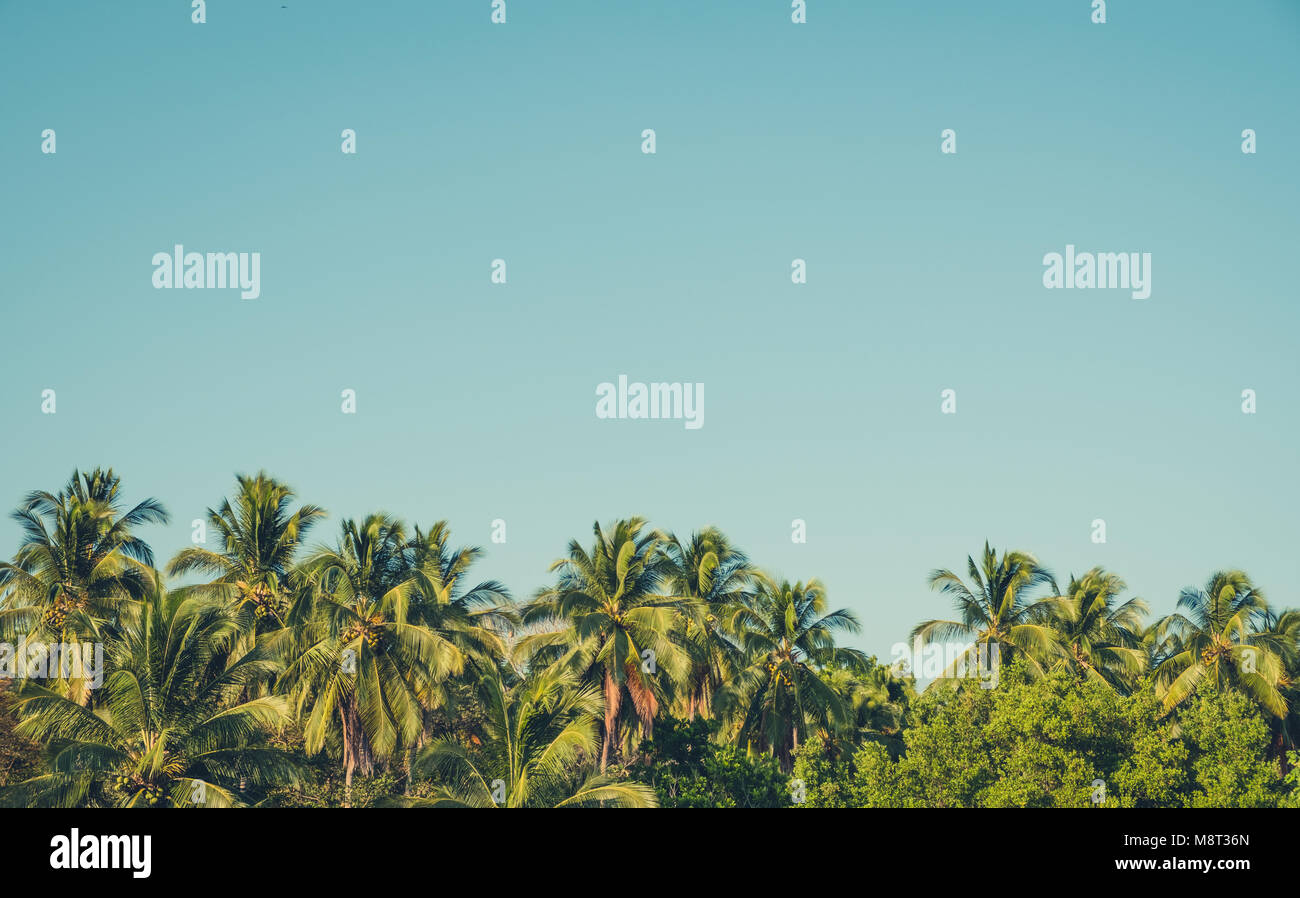 Palme e cielo blu sullo sfondo - uno stile rétro Foto Stock