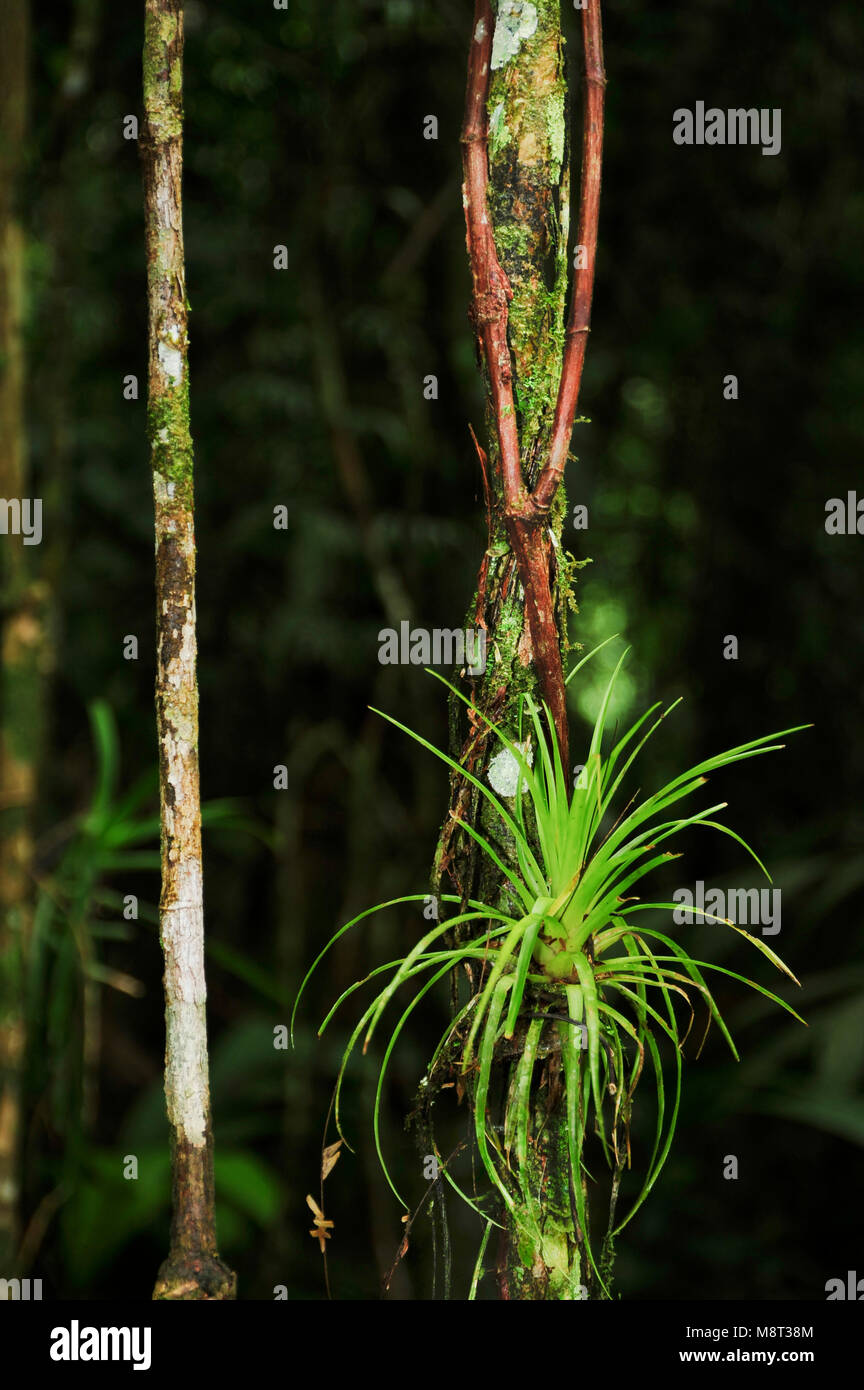 Radici aeree sono radici al di sopra del suolo e si trovano in diverse specie di piante, compresi gli epifiti tali caldo-temperato gli alberi della foresta pluviale. Foto Stock