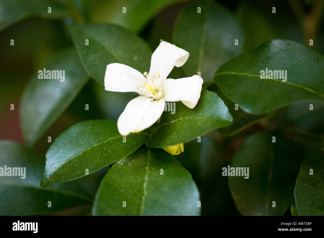 Wrightia isolare su blackground sping in sumer,vista frontale dall'alto costo tecnico-up. Foto Stock