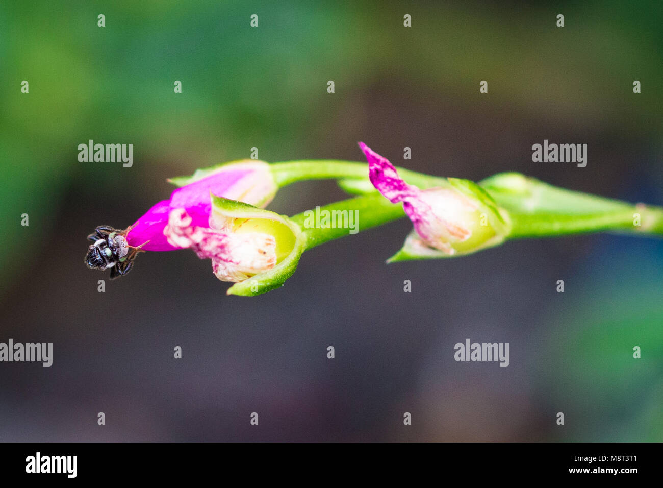 Rosa fiori piccoli isolare su blackground sping in sumer,vista frontale dall'alto costo tecnico-up. Foto Stock