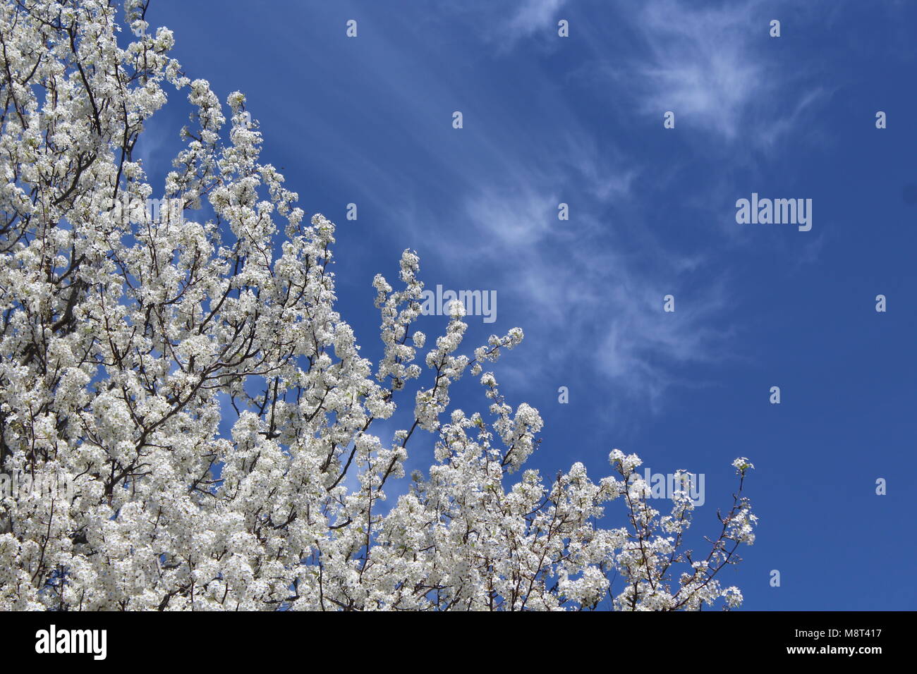 Pear Tree blumi contro il cielo. Foto Stock