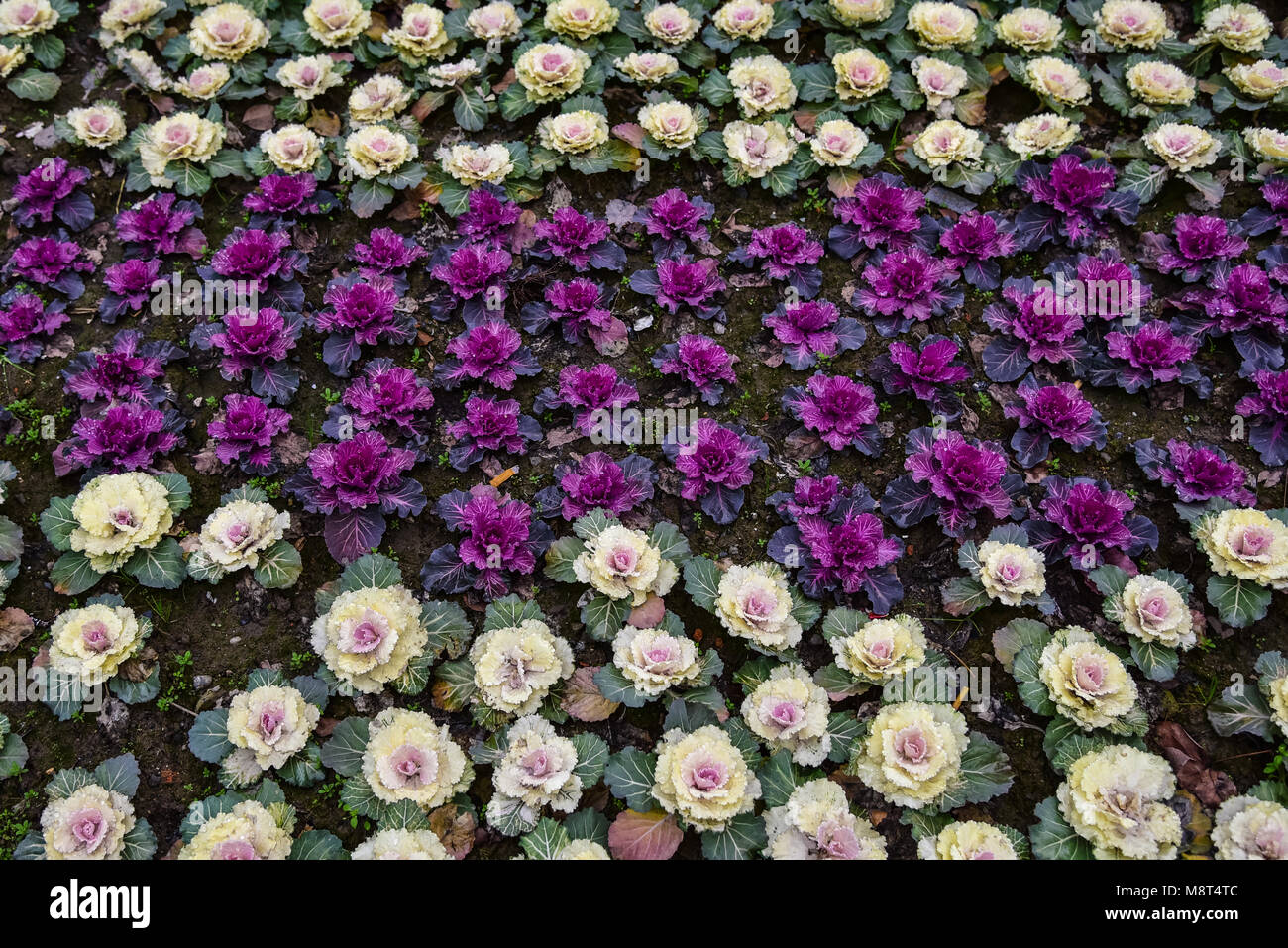 Viola, bianco e verde brassica fiori in un giardino a motivi geometrici. Fiori di Primavera in Fiore. Foto Stock