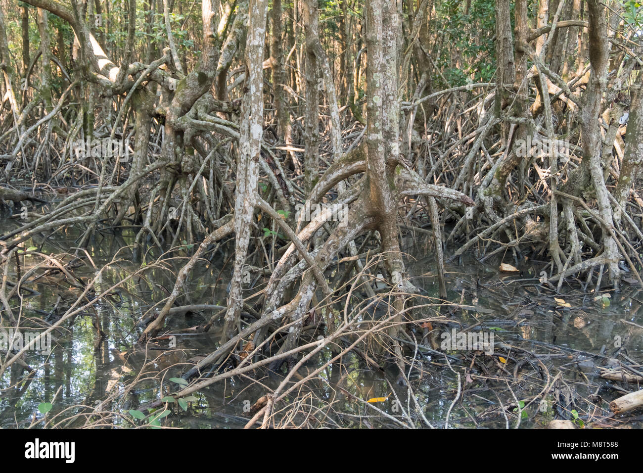 Alberi di mangrovie lungo il verde turchese acqua nel flusso. La foresta di mangrovie vista. Foto Stock