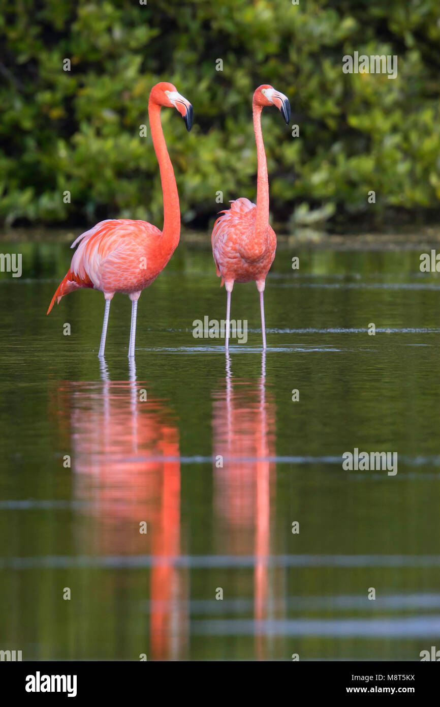Rode Flamingo, American fenicottero rosa Phoenicopterus ruber Foto Stock