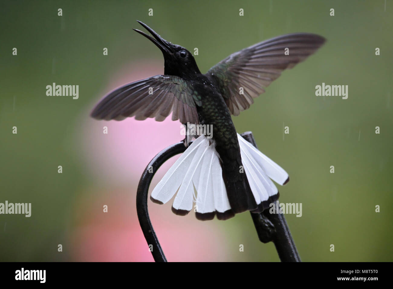 Bird immagine fatta da Dubi Shapiro Foto Stock