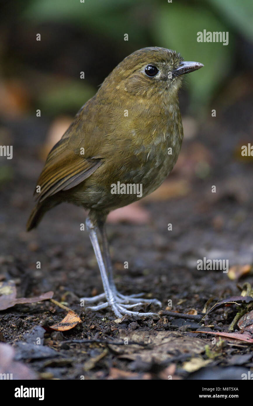 Caldasmierpitta, marrone-nastrare Antpitta Foto Stock