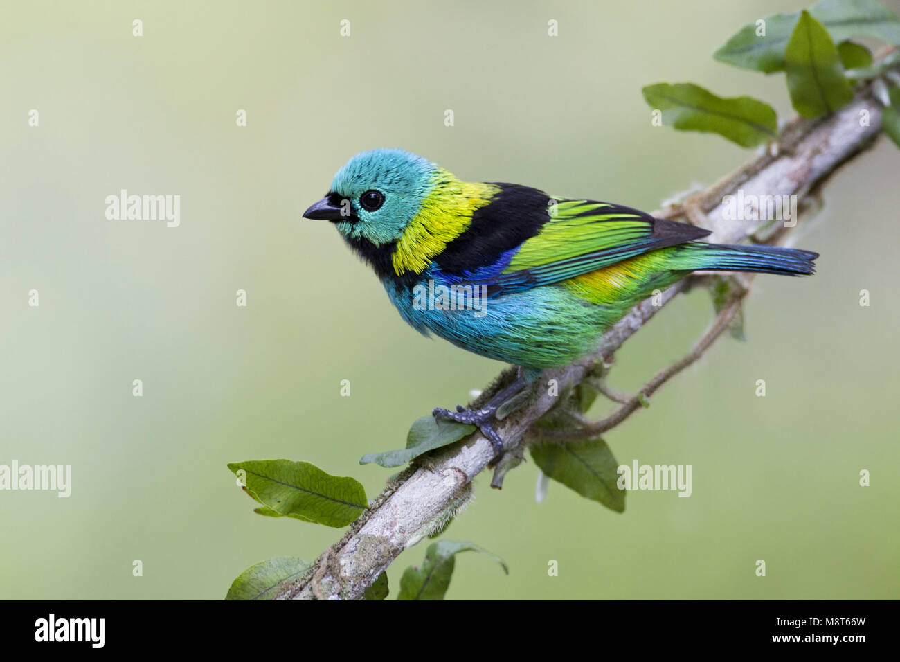 Prachttangare, verde-guidato Tanager Foto Stock