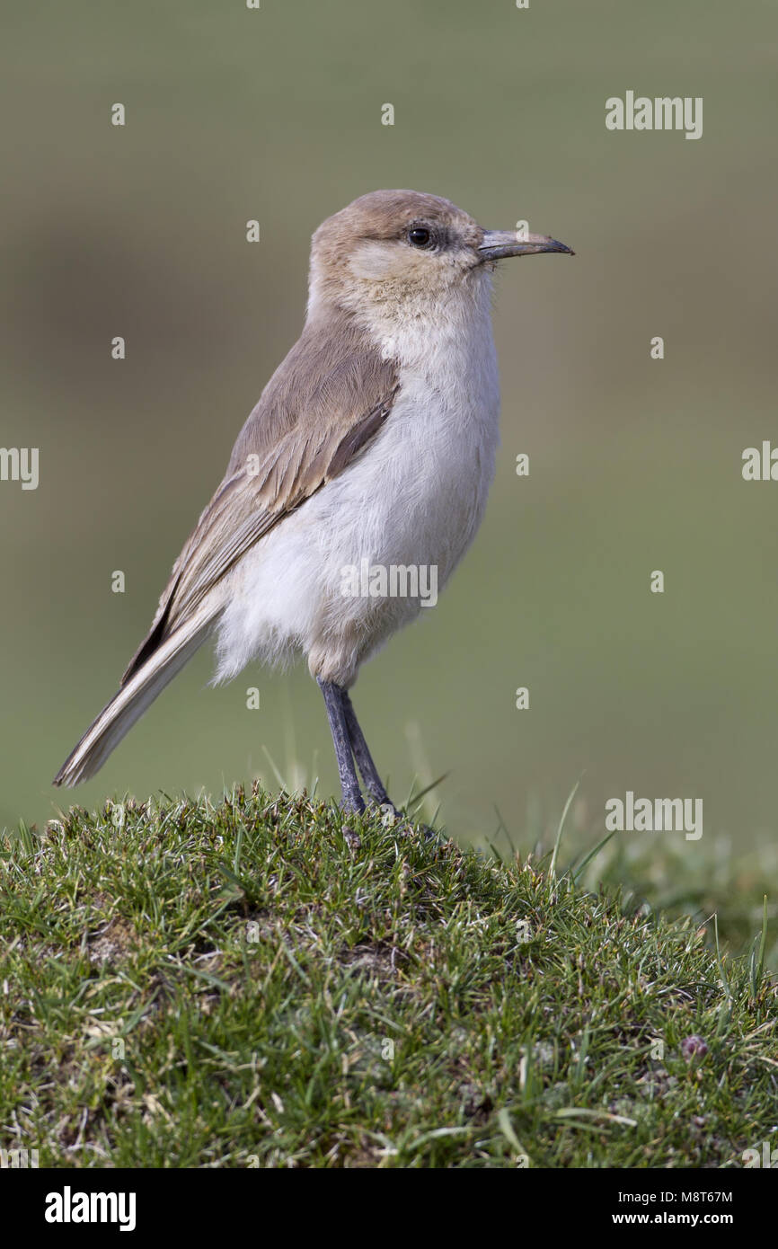 Holengaai, Ground-Jay tibetano Foto Stock