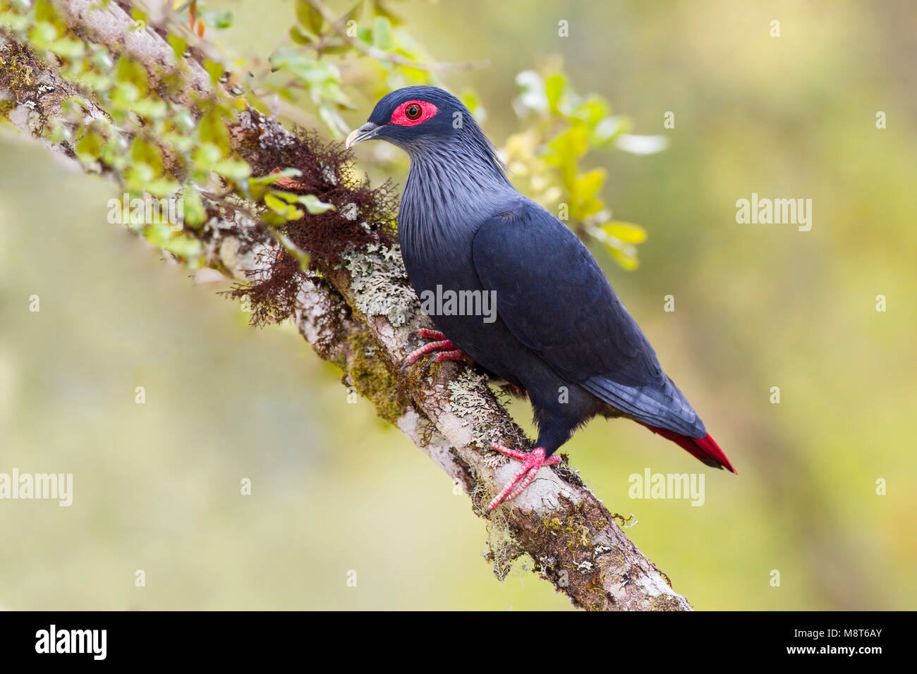 Madagaskar-Blauwe Duif, Madagascar Blue-Pigeon, Alectroenas madagascariensis Foto Stock