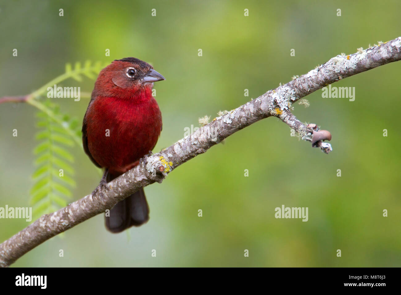 Rode Kroongors, rosso-crested Finch Foto Stock