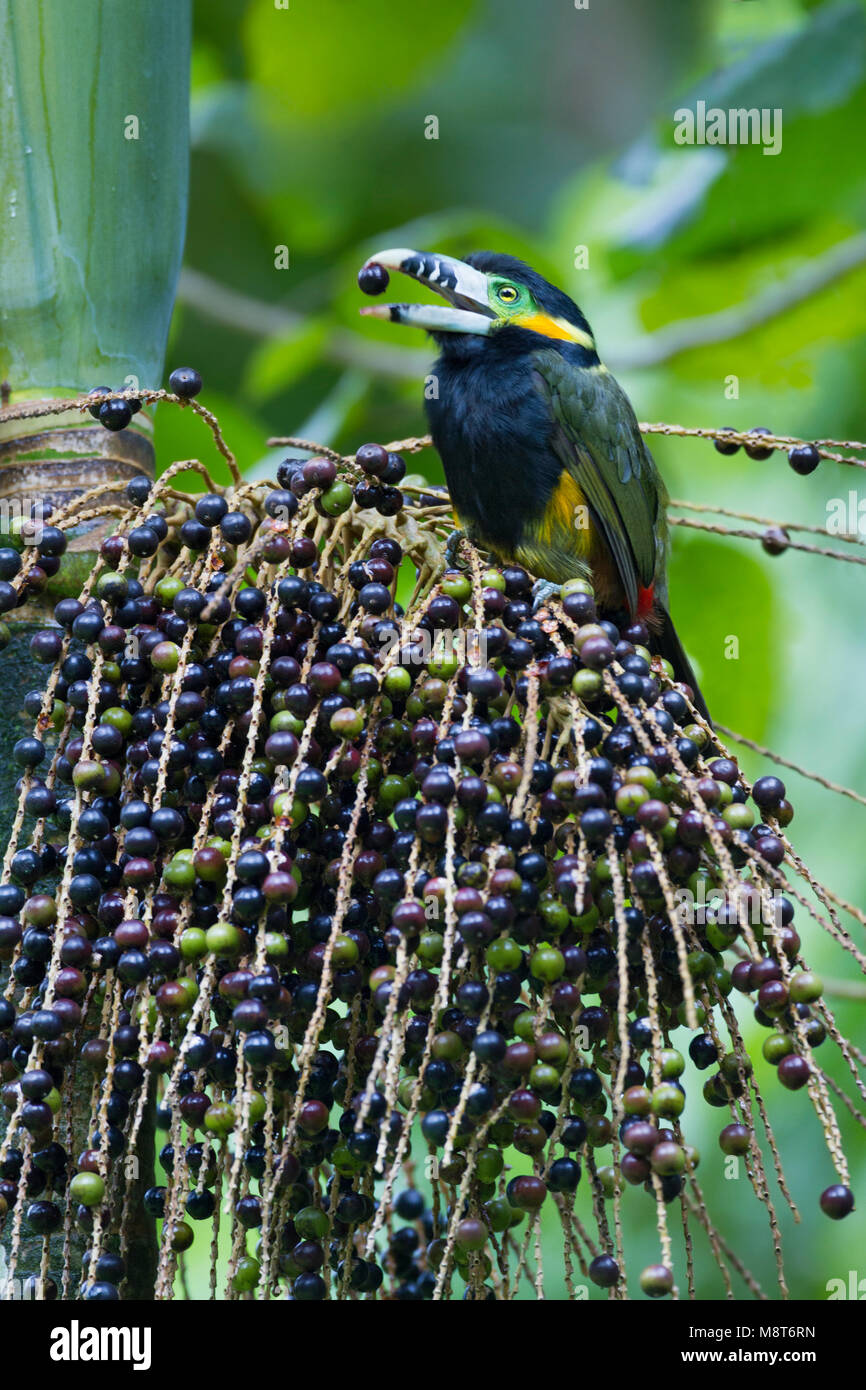 Vleksnavelpepervreter Spot-fatturati Toucanet, Foto Stock