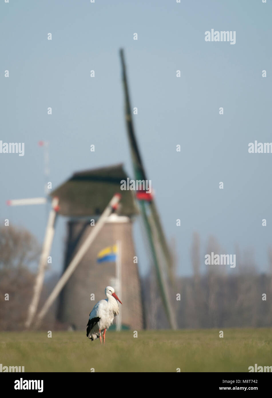 In Ooievaar landschap incontrato molen in achetrgrond; Cicogna bianca con mulino a vento olandese sullo sfondo Foto Stock