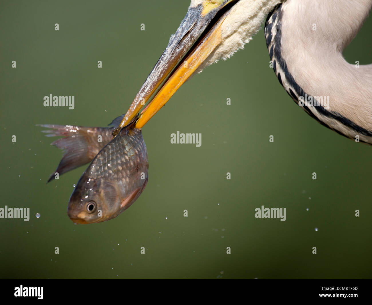 Blauwe Reiger incontrato vis; Airone cenerino con pesce Foto Stock