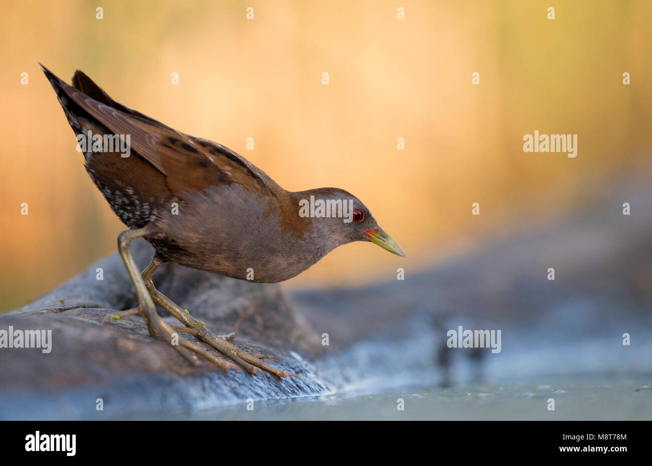 Fouragerende klein waterhoen; Little Crake foraggio Foto Stock