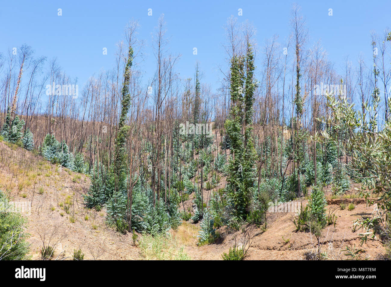 Bruciato e il recupero di alberi di eucalipto in foresta portoghese Foto Stock