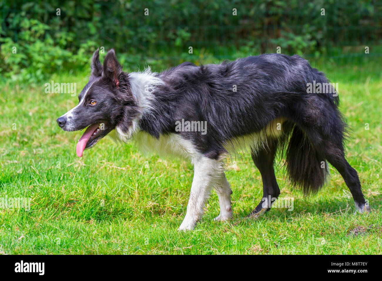 Close up Border Collie cane passeggiate nel verde prato Foto Stock