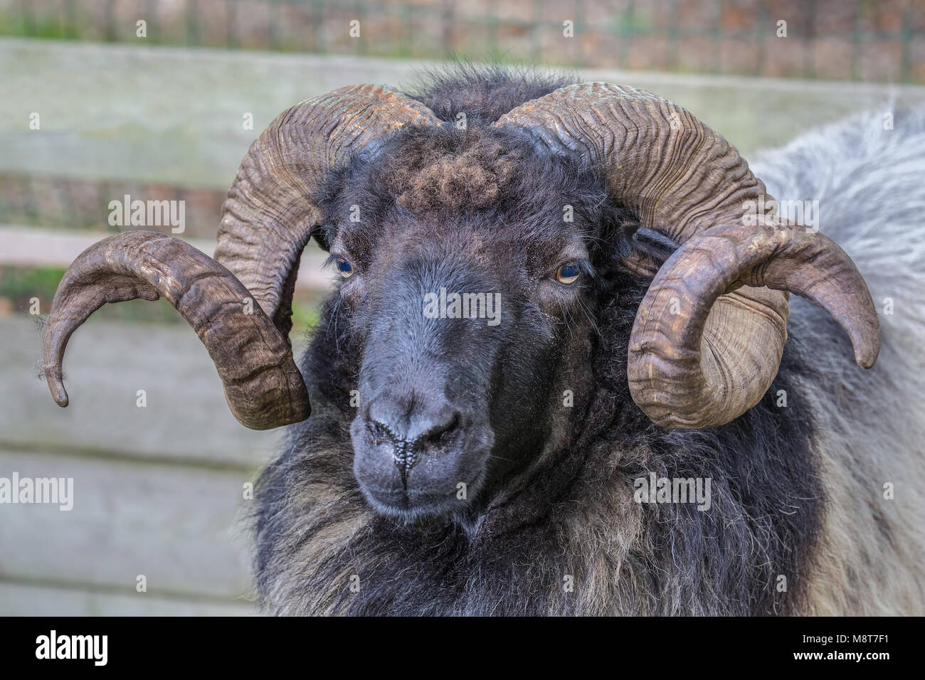 Vicino la testa di pecora con corna a spirale Foto Stock