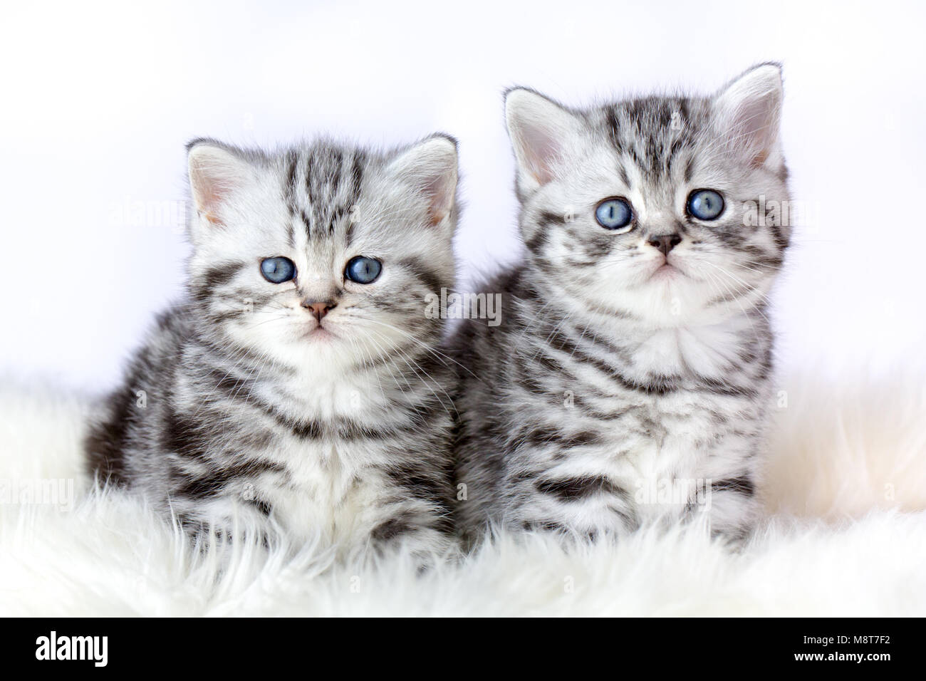 Chiudere fino a due silver tabby gattini su fur Foto Stock