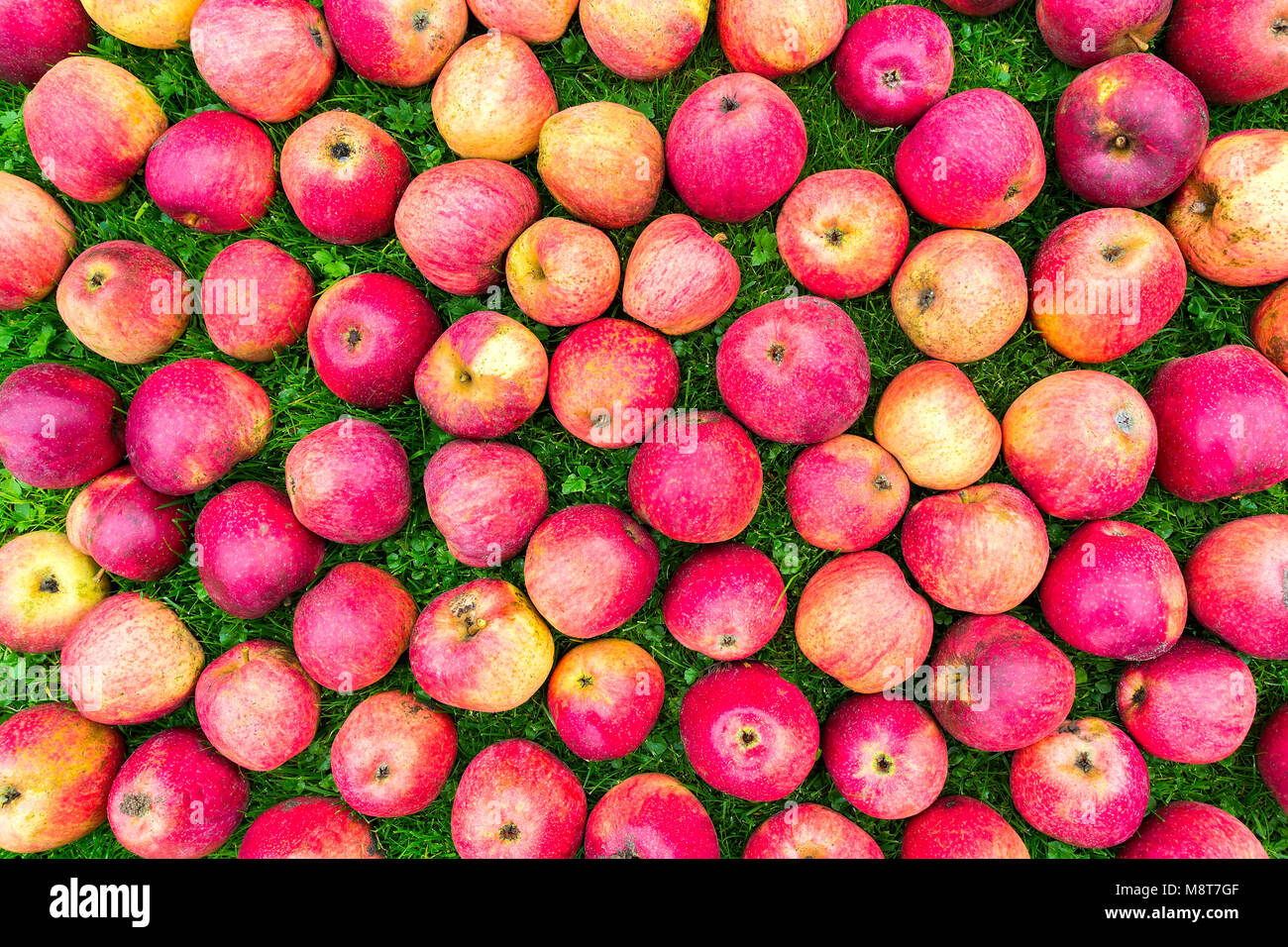 Gruppo di rosso giallo mele su erba verde Foto Stock