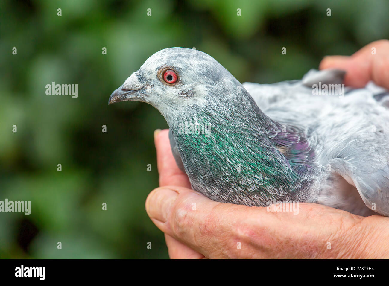 Mani tenendo l'homing pigeon all'aperto Foto Stock